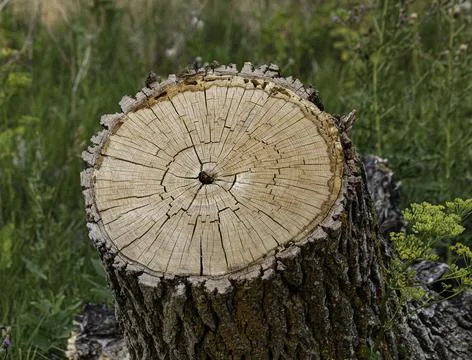 Weathered Oak Tree Rings Stock Photos