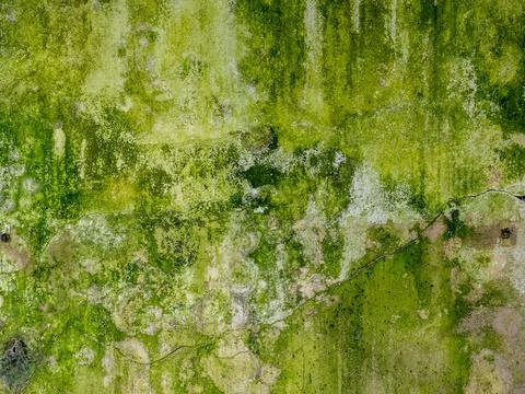Weathered Old Green Wall with Moss Texture Stock Photos