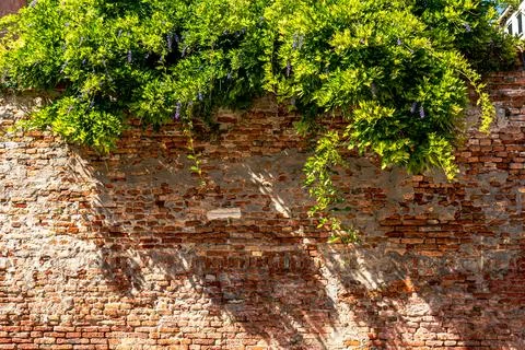 Weathered, old red brick wall with wisteria tree leaves on top Stock Photos