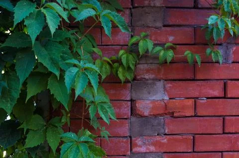 Weathered old rough dark red brick wall with wild grape shoots, brick blocks Stock Photos