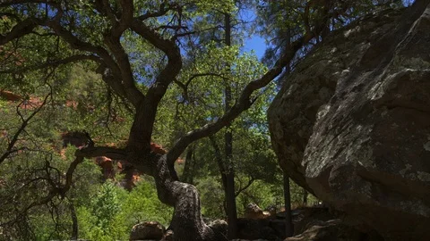A weathered old tree in a beautiful rocky canyon Stock Footage 91632180