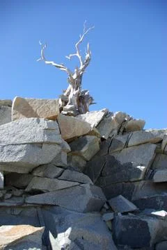 Weathered old tree on top of the world Stock Photos