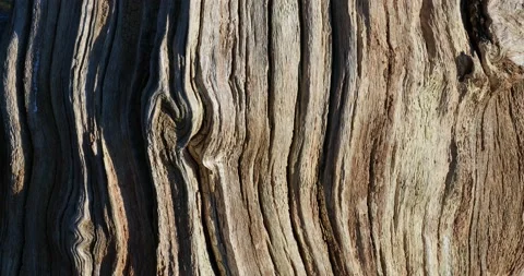 A weathered old tree trunk in Berwick Upon Tweed, Northumberland, UK. Stock Footage 240083991