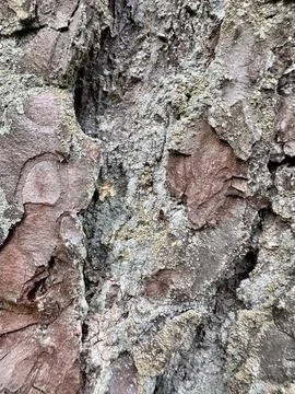Weathered Pine Bark With Lichen Texture Background Stock Photos