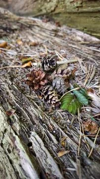 Weathered pine cones rest on mossy, decaying wood Stock Photos
