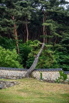 Weathered pine tree leaning against a rustic stone wall in a dense forest s.. Stock Photos