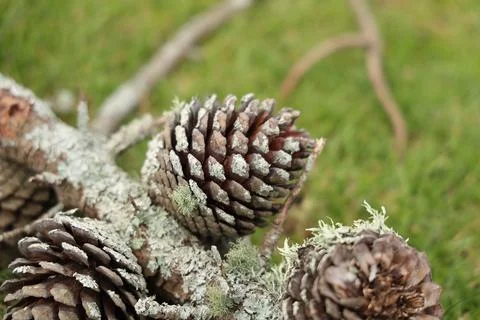 Weathered Pinecones Covered Lichen Fallen Branches Stock-Fotos