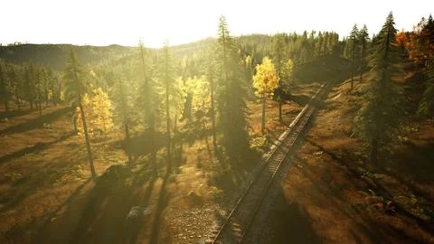 Weathered railroad tracks running through a dense pine forest at sundown Stock Illustration
