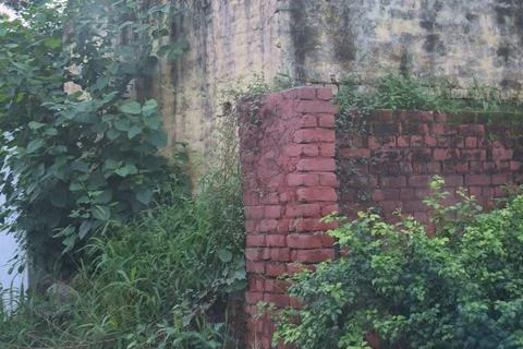 Weathered red brick wall covered with green plants Stock Photos