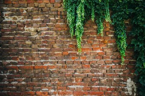 Weathered red brick wall partially covered by lush green ivy vines hanging .. Stock Photos