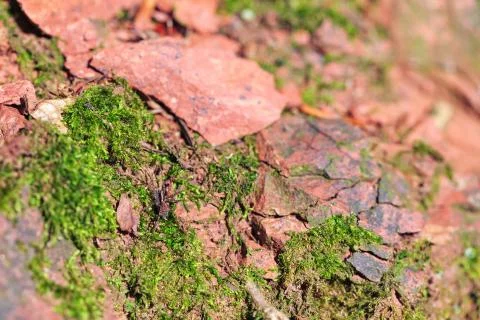 Weathered red sandstone Stock Photos