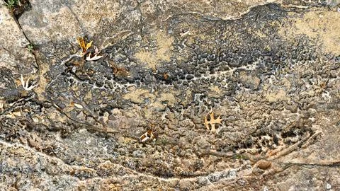 Weathered Rock Surface with Fossil-Like Patterns and Autumn Leaves Stock Photos