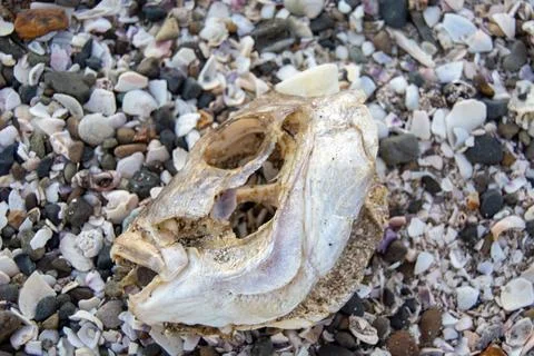 Weathered Seashell on a Beach 写真素材