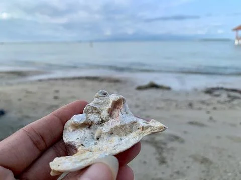 Weathered Seashell Fragment Held by Hand at Tanjung Lesung Beach Fotos de archivo