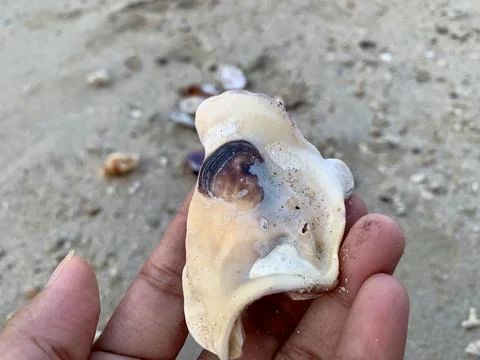 Weathered Seashell Fragment Held by Hand at Tanjung Lesung Beach Fotos de archivo