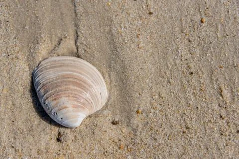 Weathered seashell washed up on a sandy beach Stock Photos