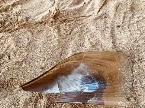 Weathered Shell Fragment on Sandy Beach at Tanjung Lesung Beach Stock Photos