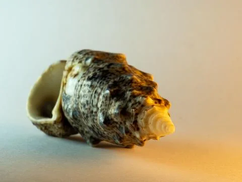 Weathered shell rests on soft, neutral background Stock Photos