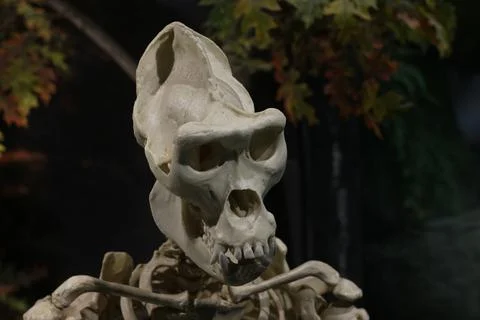 A weathered skeleton bust with a large skull sits against a dark background w Stock Photos