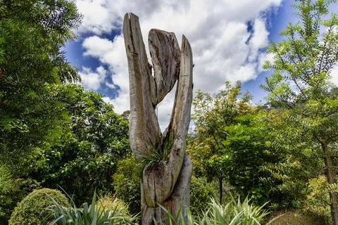 Weathered Split Tree Trunk Amid Lush Foliage Photos