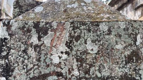 Weathered Stone Surface Covered with Green Lichen and Moss 스톡 사진