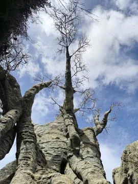 Weathered stone wall and bare tree branches under blue sky 스톡 사진
