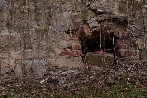 Weathered Stone Wall with Broken Opening and Overgrown Dry Vines Texture 库存照片