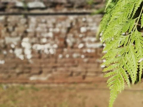 Weathered stone wall in close up Stock Photos