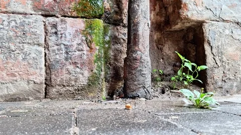Weathered Stone Wall with Moss, Old Pipe, and Small Plants Growing Nearby Vídeos de archivo 346677833