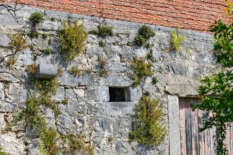 Weathered Stone Wall With Small Window, Overgrown Vines And Tiled Roof Abov.. Stock Photos