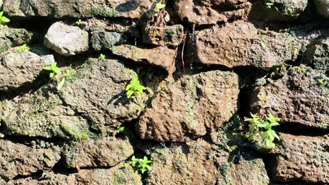 Weathered stone wall texture showing moss and tiny green plants Stock Footage 339657123