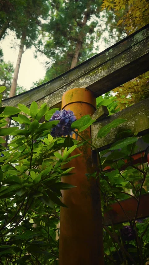Weathered torii gate and purple hydrangea in green forest Vídeos de archivo 346062561