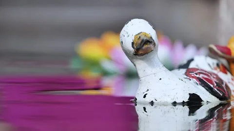 Weathered toy ducks floating on purple water in Vietnam Stock Footage 317308918