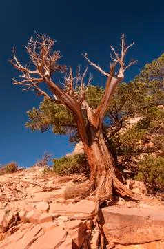 Weathered tree against the sky 스톡 사진
