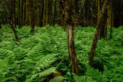 Weathered Tree and Ferns Fotos Stock