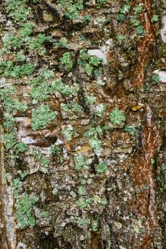 Weathered tree bark covered with green lichen and moss Stock Photos
