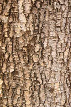 Weathered tree bark with cracks on closeup Stock Photos