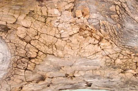 Weathered tree bark with cracks Stock Photos