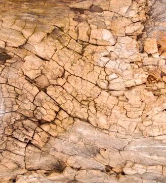 Weathered tree bark with cracks Foto stock