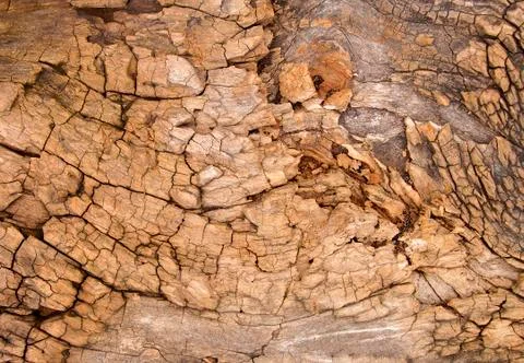 Weathered tree bark with cracks Stock Photos