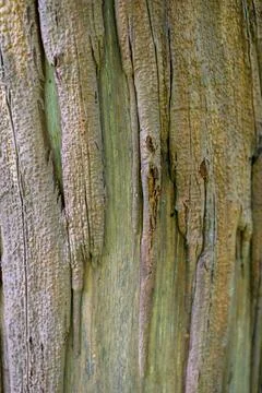 Weathered tree bark with deep vertical grooves and patches of green moss 스톡 사진
