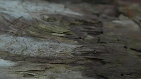 Weathered Tree Bark with Layers of Peeling Wood Stock Footage 288902081