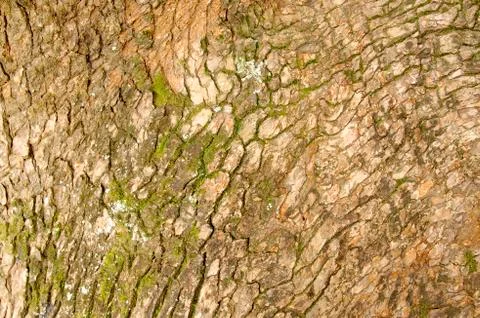 Weathered tree bark Stock Photos