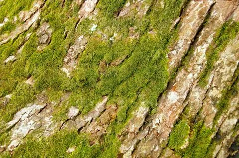 Weathered tree bark Foto stock