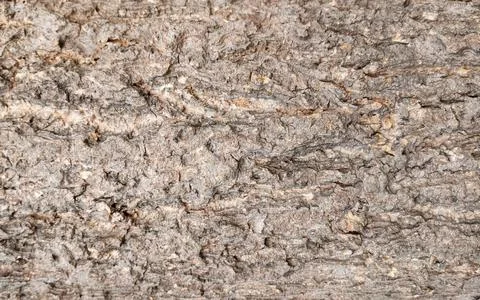 Weathered Tree Bark with Rough Surface, Natural Cracks, and Ridges 스톡 사진