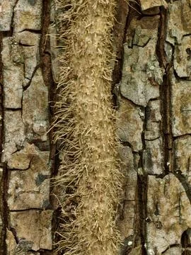 Weathered tree bark with rough vertical trunk covered in hanging fibrous root Stock Photos