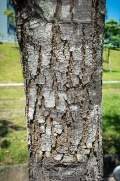 Weathered tree bark shows deep cracks and texture Stock Photos