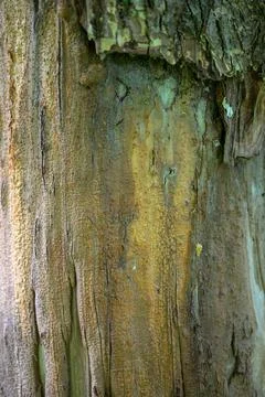 Weathered tree bark shows deep vertical grooves Stock Photos