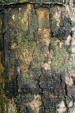 Weathered tree bark shows deep cracks and green moss Stock Photos