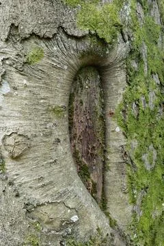 Weathered tree bark shows deep, narrow hollow Foto stock
